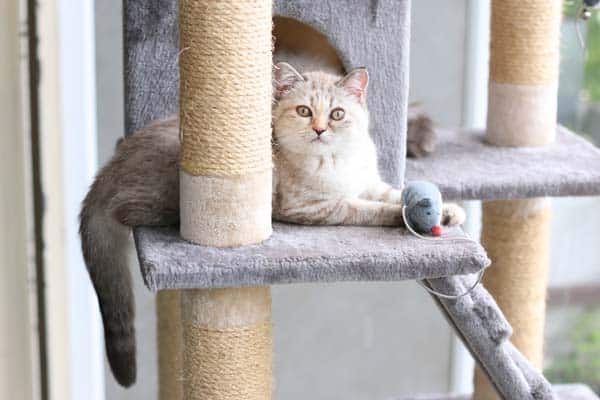 Pet Daycare Services Company