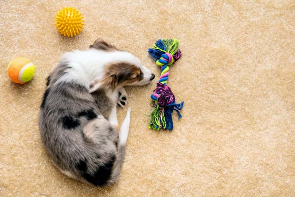 Pet Paradise